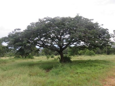 Terminalia brachystemma, photographed by Simon Tonge