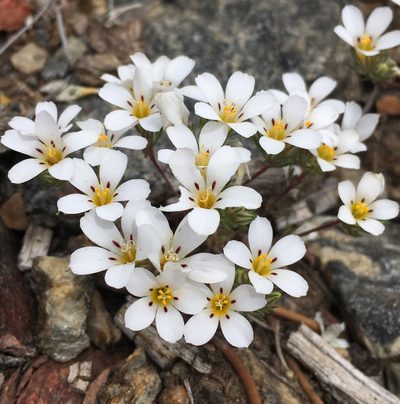 Linanthus killipii, photographed by Matt Berger