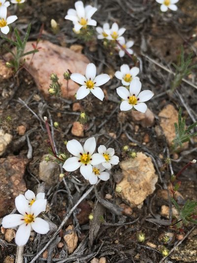Linanthus killipii, photographed by Matt Berger