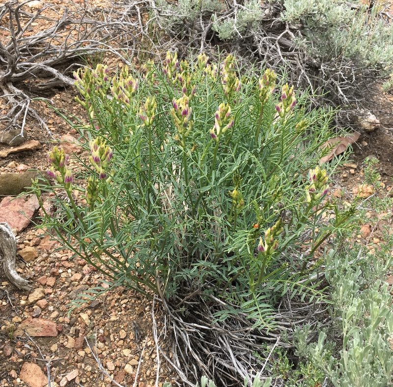 Astragalus bicristatus, photographed by Matt Berger