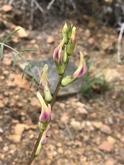 Astragalus bicristatus, photographed by Matt Berger