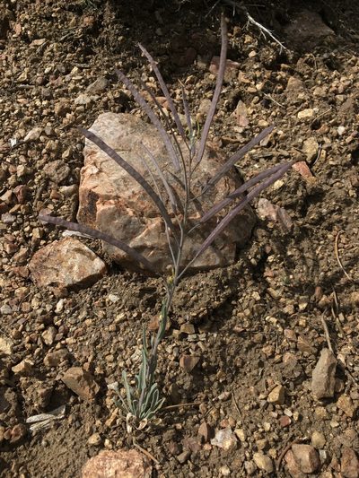 Boechera dispar, photographed by Matt Berger