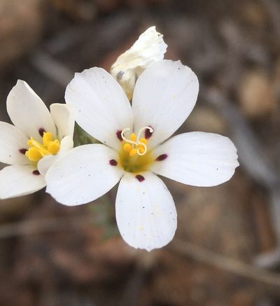 Linanthus killipii, photographed by Matt Berger