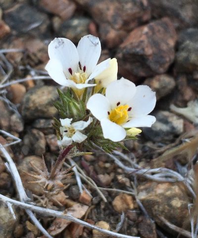 Linanthus killipii, photographed by Matt Berger