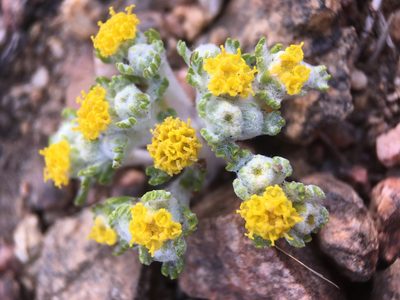 Eriophyllum pringlei, photographed by Matt Berger
