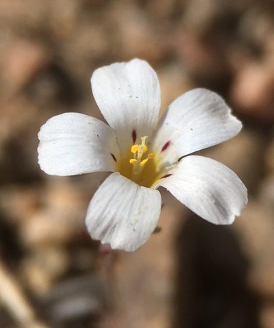 Linanthus killipii, photographed by Matt Berger