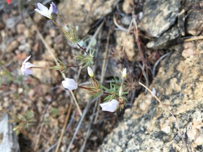Leptosiphon breviculus, photographed by Matt Berger