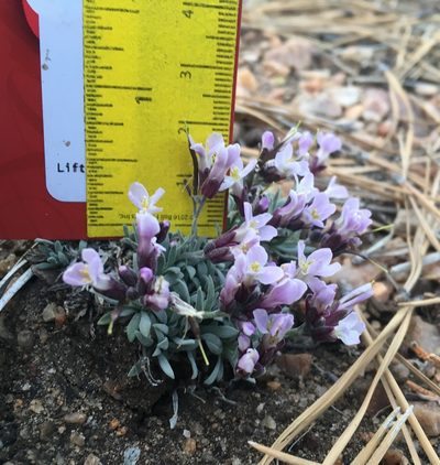 Boechera parishii, photographed by Matt Berger