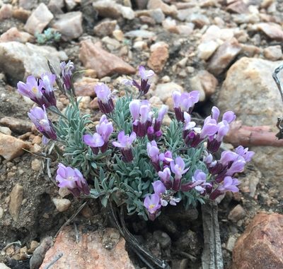 Boechera parishii, photographed by Matt Berger