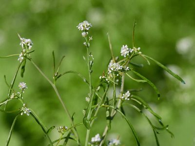 Lepidium sativum, photographed by Andreas Stiller