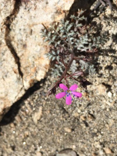 Gilia leptantha, photographed by Matt Berger