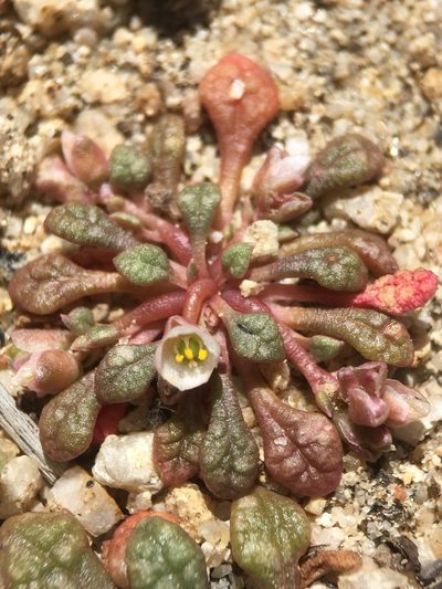 Cistanthe parryi, photographed by Matt Berger
