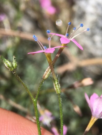 Gilia leptantha, photographed by Matt Berger