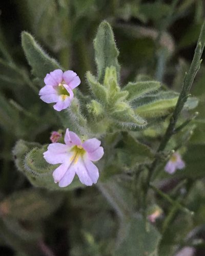 Erythranthe parishii, photographed by Matt Berger