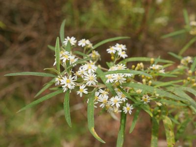 Olearia viscidula, photographed by Nathan Odgers