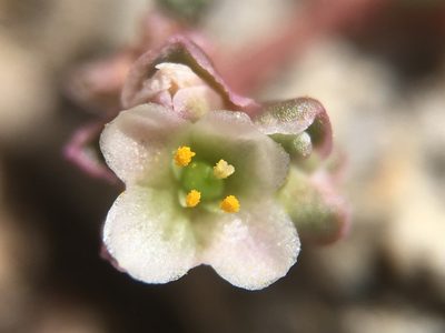 Cistanthe parryi, photographed by Matt Berger