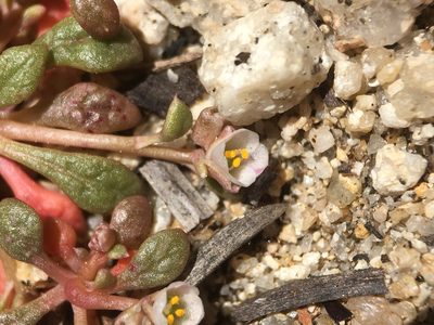 Cistanthe parryi, photographed by Matt Berger