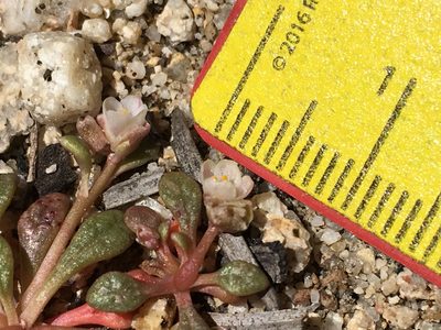 Cistanthe parryi, photographed by Matt Berger