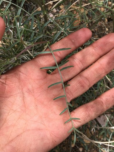 Astragalus bicristatus, photographed by Matt Berger