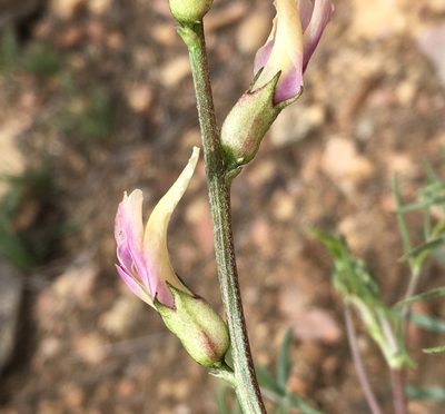 Astragalus bicristatus, photographed by Matt Berger