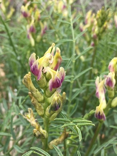 Astragalus bicristatus, photographed by Matt Berger