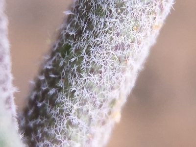 Boechera dispar, photographed by Matt Berger