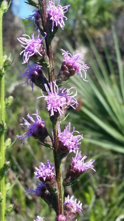 Liatris savannensis, photographed by Jay Horn