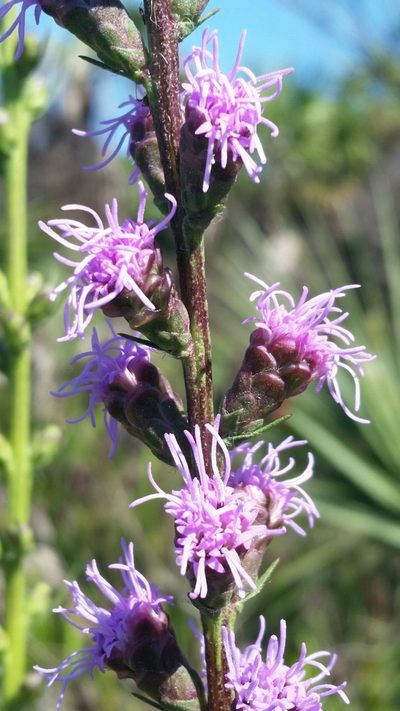 Liatris savannensis, photographed by Jay Horn