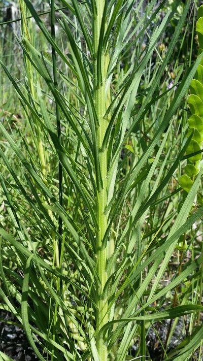 Liatris savannensis, photographed by Jay Horn