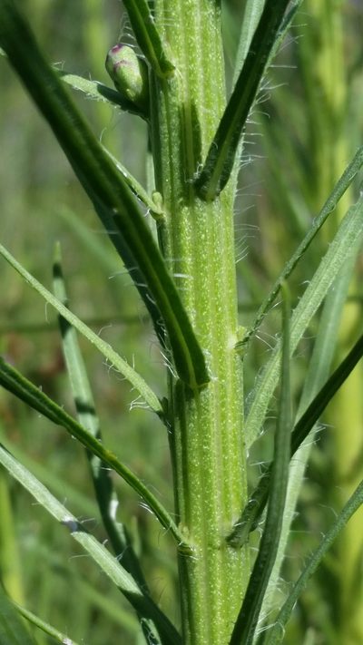 Liatris savannensis, photographed by Jay Horn