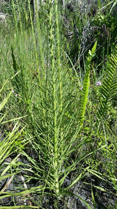 Liatris savannensis, photographed by Jay Horn