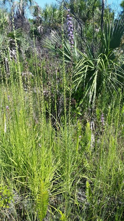 Liatris savannensis, photographed by Jay Horn