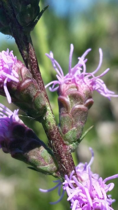 Liatris savannensis, photographed by Jay Horn