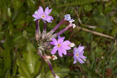 Primula halleri, photographed by Drepanostoma