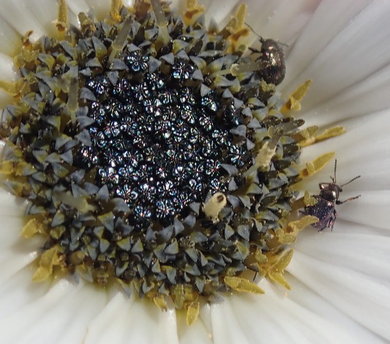 Arctotis pinnatifida, photographed by Nicola van Berkel