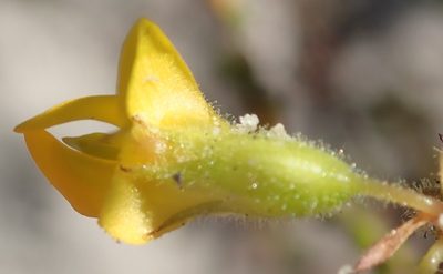 Rhynchosia ferulifolia, photographed by Nicola van Berkel