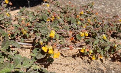 Hermannia althaeoides, photographed by Henry de Lange