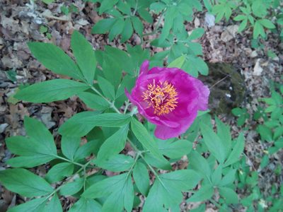 Paeonia arietina, photographed by Irene Saltini