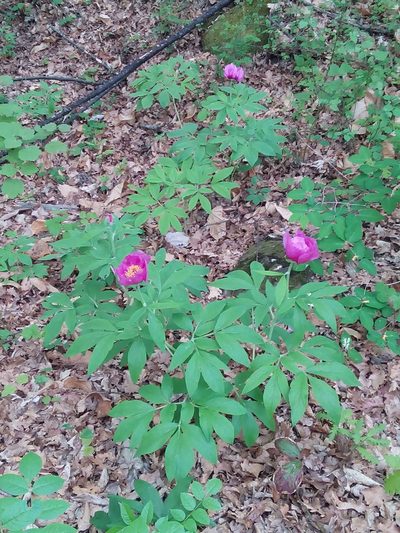 Paeonia arietina, photographed by Irene Saltini