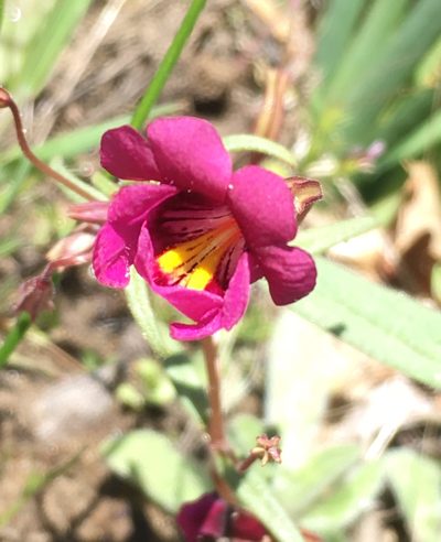 Erythranthe palmeri, photographed by Matt Berger