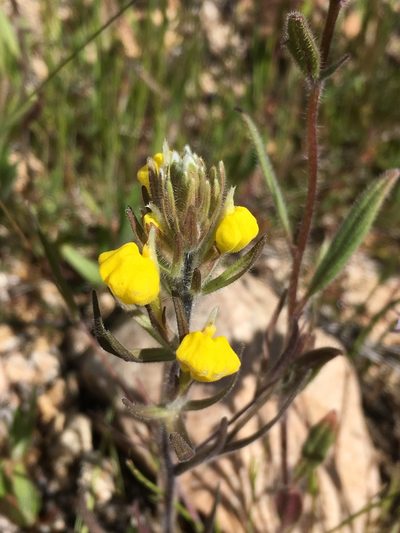 Castilleja lasiorhyncha, photographed by Matt Berger
