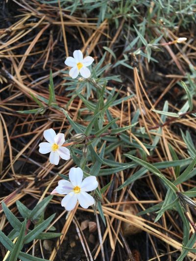 Phlox dolichantha, photographed by Matt Berger