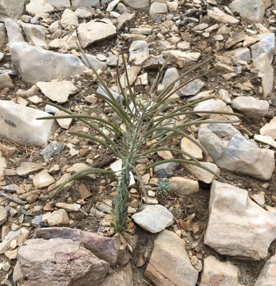 Boechera shockleyi, photographed by Matt Berger