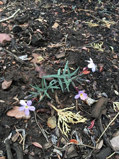 Phlox dolichantha, photographed by Matt Berger