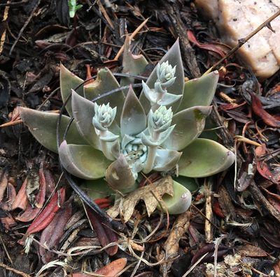 Dudleya abramsii, photographed by Matt Berger
