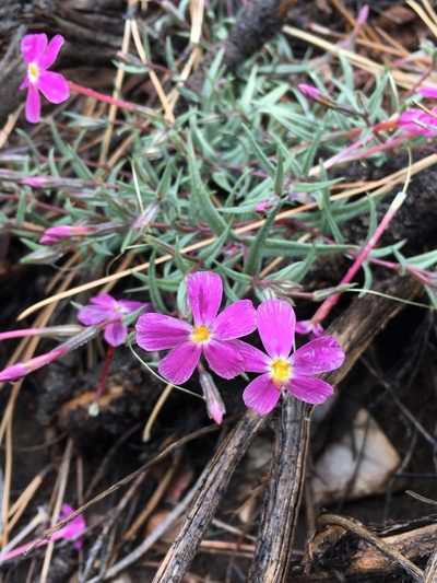 Phlox dolichantha, photographed by Matt Berger