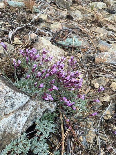 Boechera parishii, photographed by Matt Berger