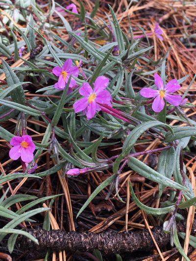 Phlox dolichantha, photographed by Matt Berger