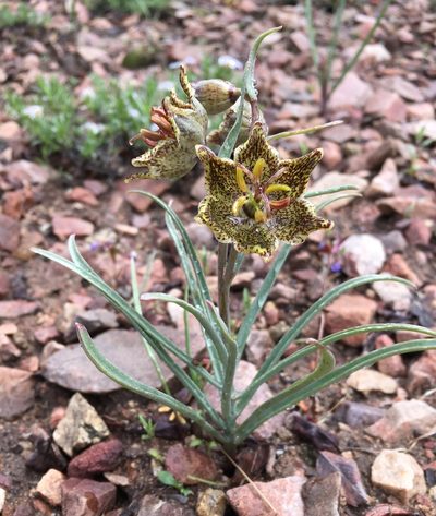 Fritillaria pinetorum, photographed by Matt Berger