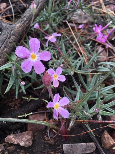 Phlox dolichantha, photographed by Matt Berger
